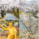 하동 화개장터 벚꽃축제 취소 장날 십리벚꽃길 명소 경남 여행 가볼만한곳