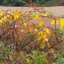 대관령여인숙 이미지