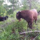 보아농장 이미지