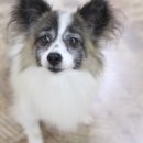 함께할 개 이미지