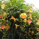 평리공원 이미지