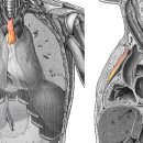 remnant of thymus gland(가슴샘의 잔유물) 이미지