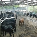 까망흑염소농장 이미지