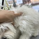 몽글댕글 이미지