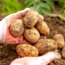 아이엠팜 이미지