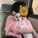 미용하는 훈련사 | 지병으로 미용거부당한 노견 입질강아지 셀프미용 포기하고 찾은 미용실 후기