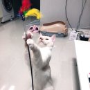 베스트고양이병원 이미지