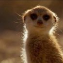 러브펫츠 이미지