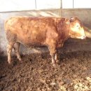 종호농장 이미지