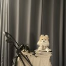 (주)펫노블레스 이미지