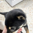 멍츄츄 레스토랑 네이버블로그