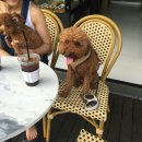 비키펫 살롱 이미지