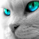 고양이눈 이미지