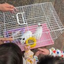 삼호 | [수유시장 삼호수족관] 우리 집 새 식구, 귀여운 아기 토끼 분양 후기! 🐰
