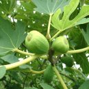 무화과나무 이미지