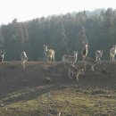 우리사슴목장 이미지