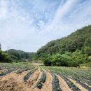 봉화공인중개사사무소 | 토지 &amp; 시골집 봉화,청량산,낙동강옆,이 보다 더 싼 토지 없다.놓치면 후회 ,