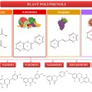 Re: plant 2차 대사산물 - 폴리페놀의 간보호 효과 탐구 .. 2022년 이미지