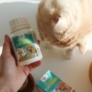 광주 고양이 분양 냥블리 광주점 이미지