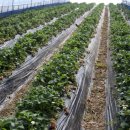 중장농장 이미지