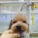 피닉스동물병원 이미지