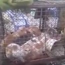 데일리도그(DAILY DOG) 이미지