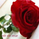 장미빛인생 이미지