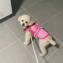 명사해수욕장 주차장 | 거제도 댕수욕장 명사해수욕장 후기