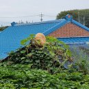 광석1리 네이버블로그