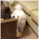 낼름 낼름 이미지