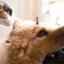 강아지와 고양이 이미지