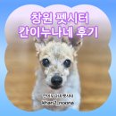 도그비잉펫케어 | 창원 마산 펫시터 설날 연휴 미리 예약중! 다묘다견 안심케어 삼둥이들 케어후기