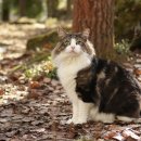 고양이숲 이미지