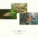 코이 이미지