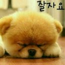 고향지기 Daum카페