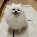 벨라루시펫살롱 이미지