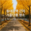 동호로 | 동대문역 근처 가을단풍 명소 추천 🍁 동호로 걷기 코스 가이드