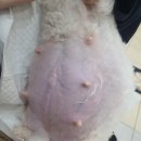 돌산동물병원 이미지
