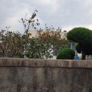 오동유리 이미지