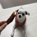 날개병원 | [테비] 반려견 수제간식 오리날개 &amp; 강아지 육포간식 오리고구마 간단 후기 (내돈내산)