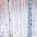 원대리 자작나무숲 이미지