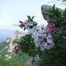 (유)정향 이미지