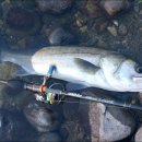 원투 피시 이미지