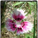 봉화산 민박 이미지