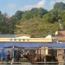 청도공영사업공사 | [ 청도 소싸움 ] 전국민속 소싸움대회 주말 관람 배팅 방법 후기