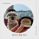 용인정화(주) - 용인시 처인구 포곡읍 | [고기리카페] 싱그러운 초록숲속 뷰 맛집, 고기리 로이사카페 방문후기(애견동반가능)