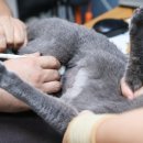 태산동물병원 이미지