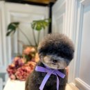 앙볼리펫살롱 이미지