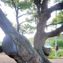 느티나무마을 이미지