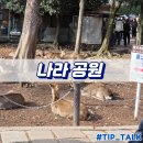 종일사슴 | 오사카 나라공원 사슴체험 및 먹이가격